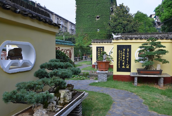 图6:中南大学盆景园(3)