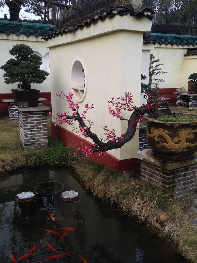 图4:中南大学盆景园(1)